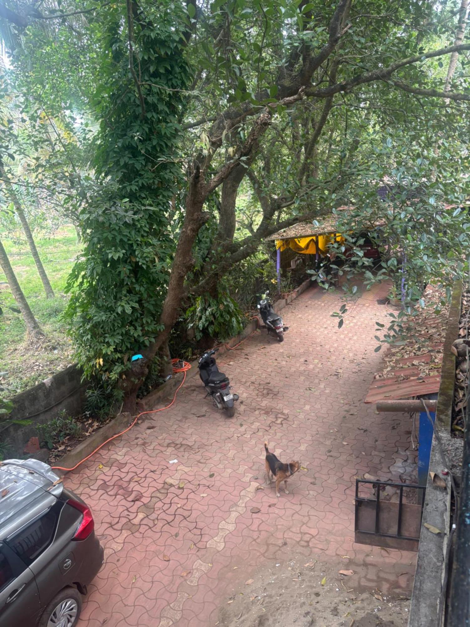 Tamasha Goa Vagator Pansiyon Oda fotoğraf